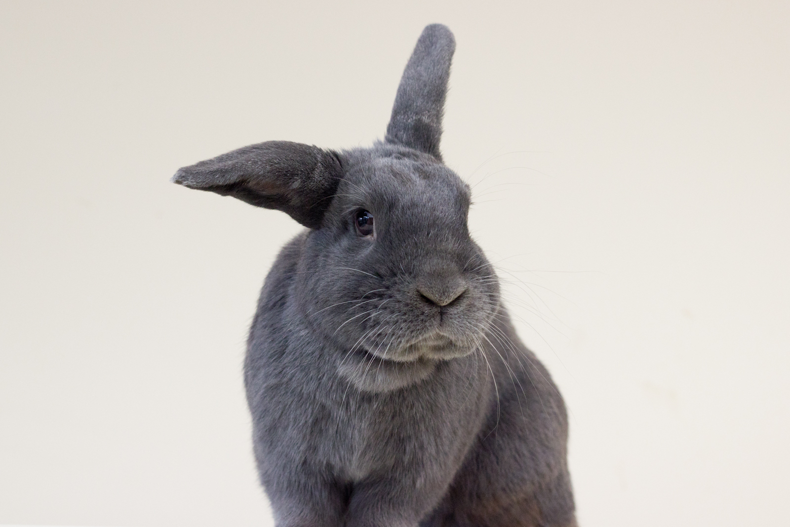 Detail Rabbit Images Nomer 25
