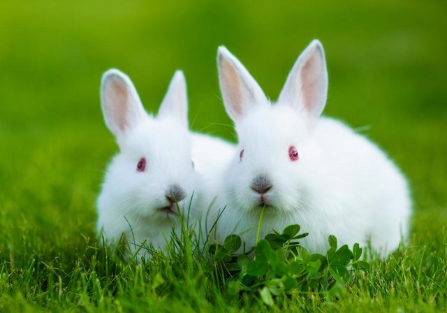 Detail Rabbit Images Nomer 29