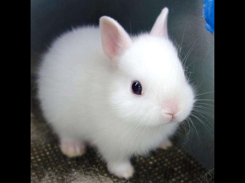 Detail Rabbit Images Nomer 32