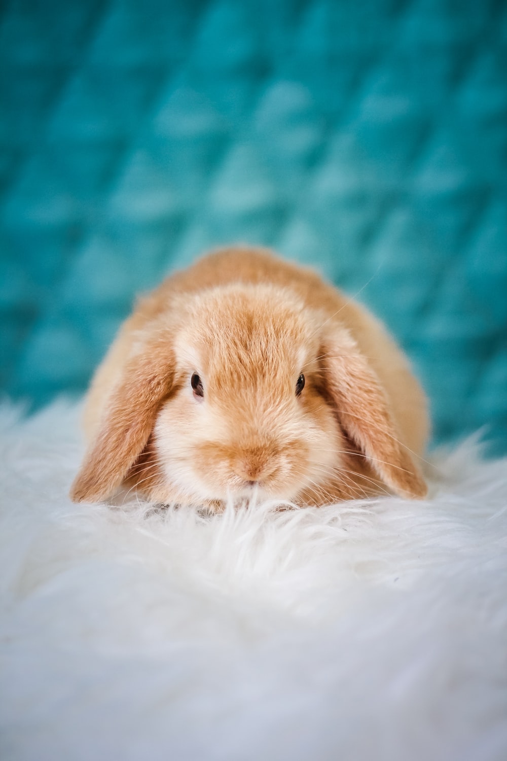 Detail Rabbit Images Nomer 33