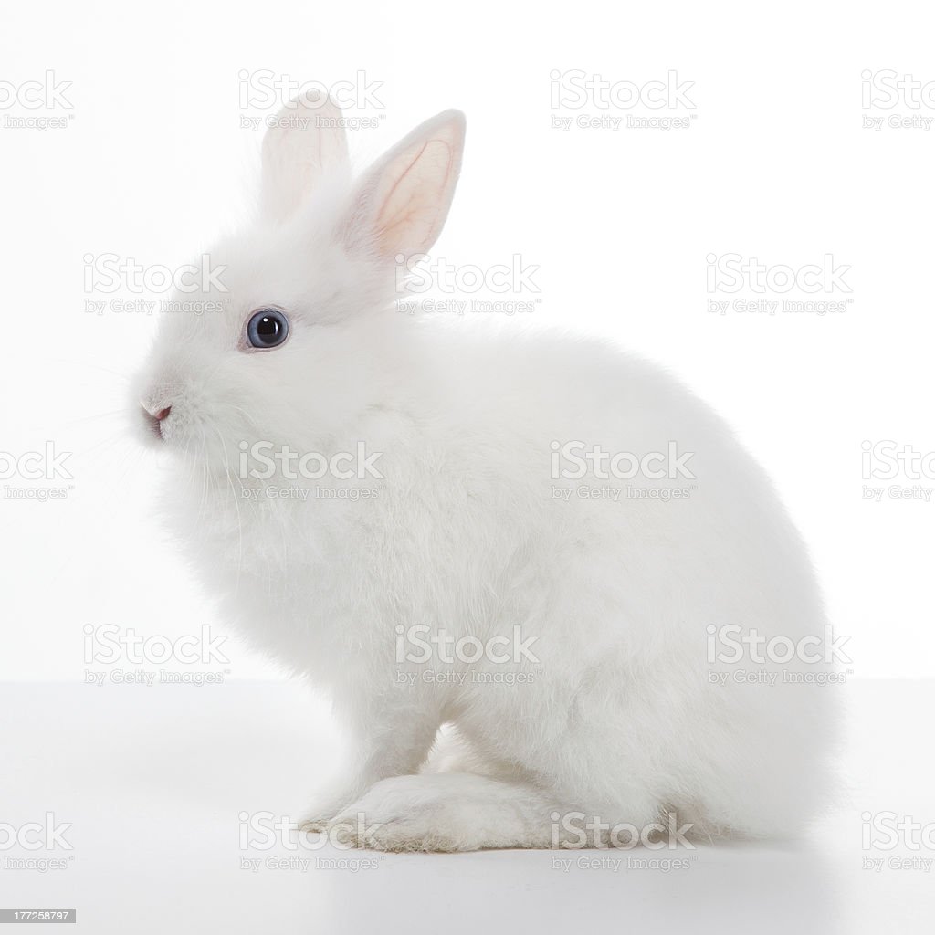 Detail Rabbit Images Nomer 36