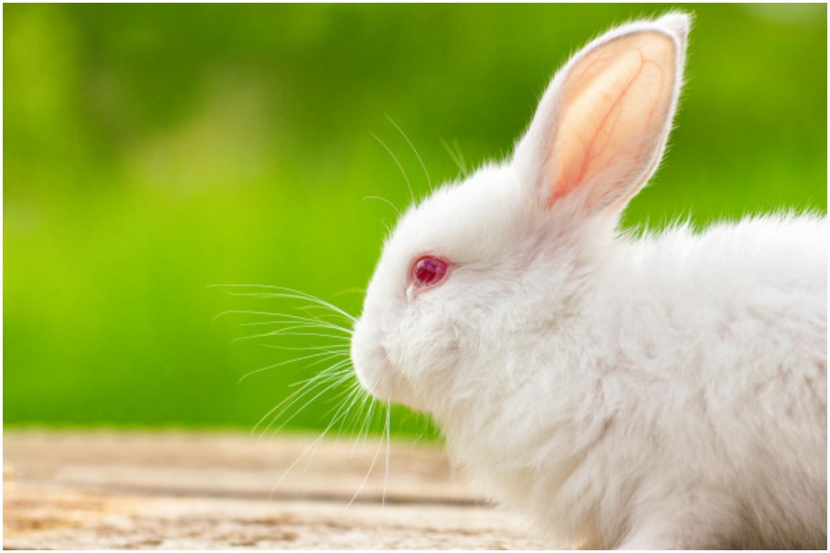 Detail Rabbit Images Nomer 37