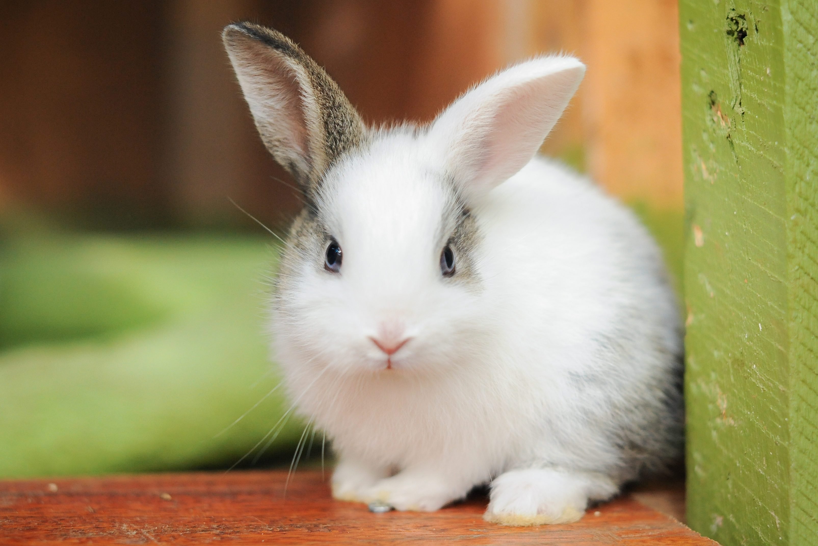 Detail Rabbit Images Nomer 6