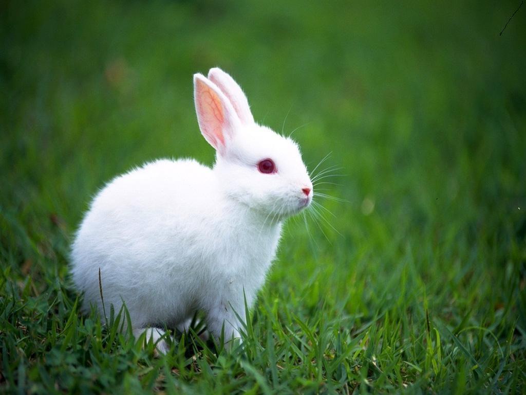 Detail Rabbit Images Nomer 47