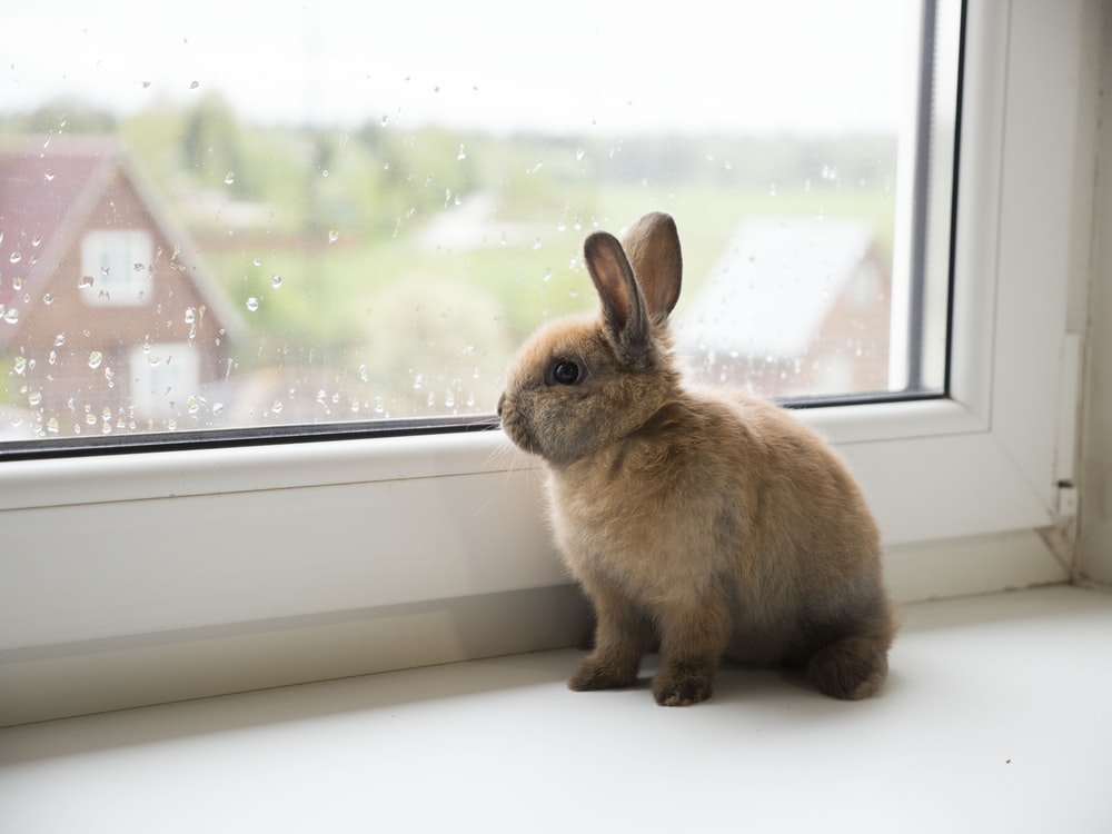 Detail Rabbit Images Nomer 48