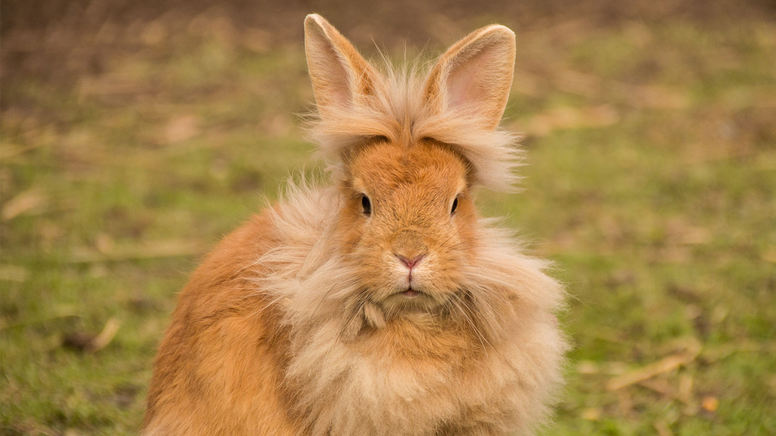 Detail Rabbit Images Nomer 50