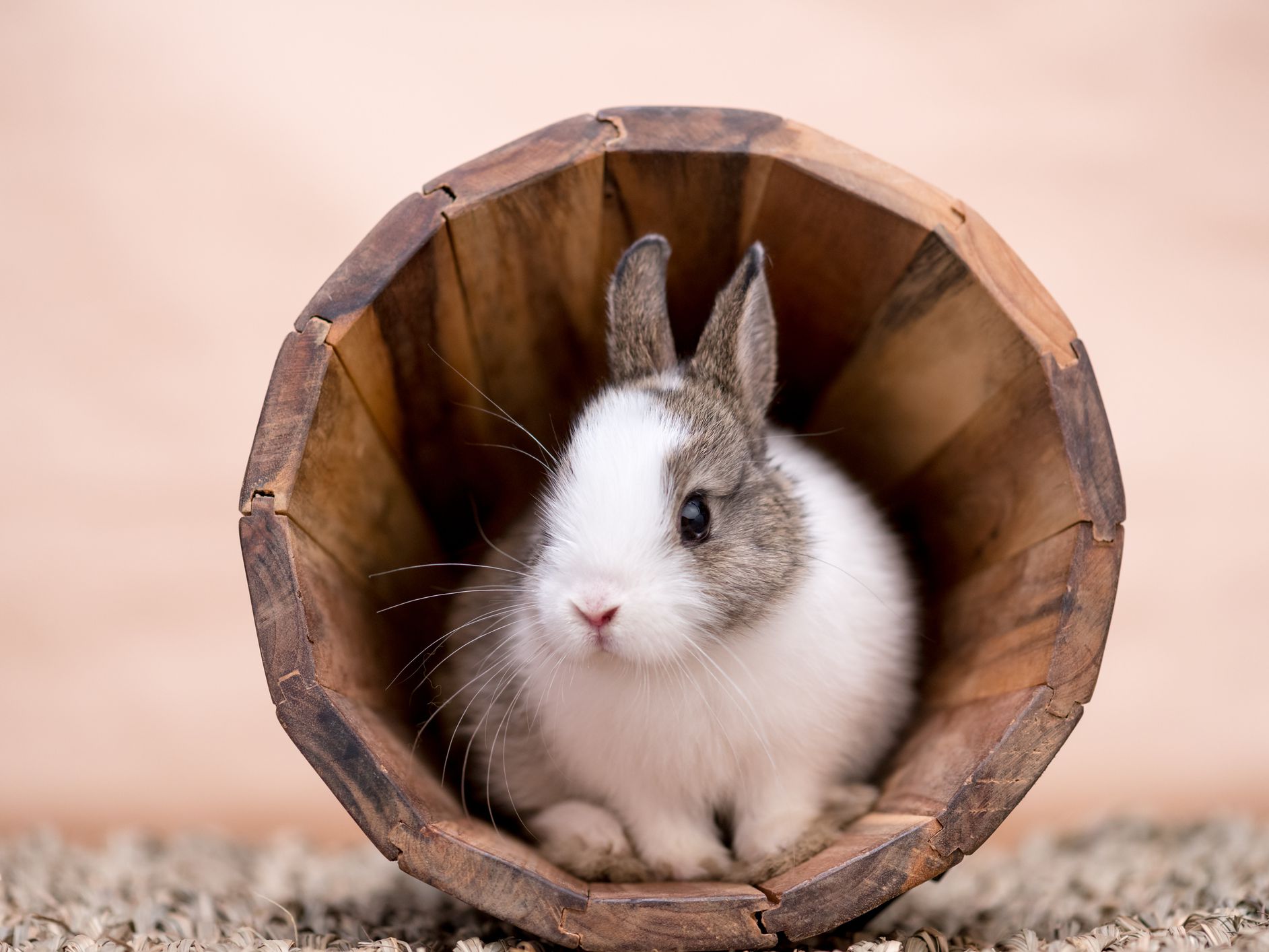 Detail Rabbit Images Nomer 51