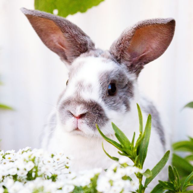 Detail Rabbit Images Nomer 54
