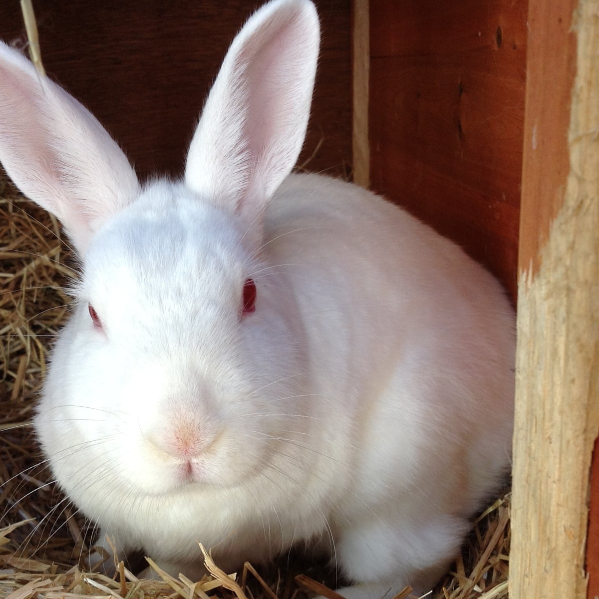 Detail Rabbit Images Nomer 9