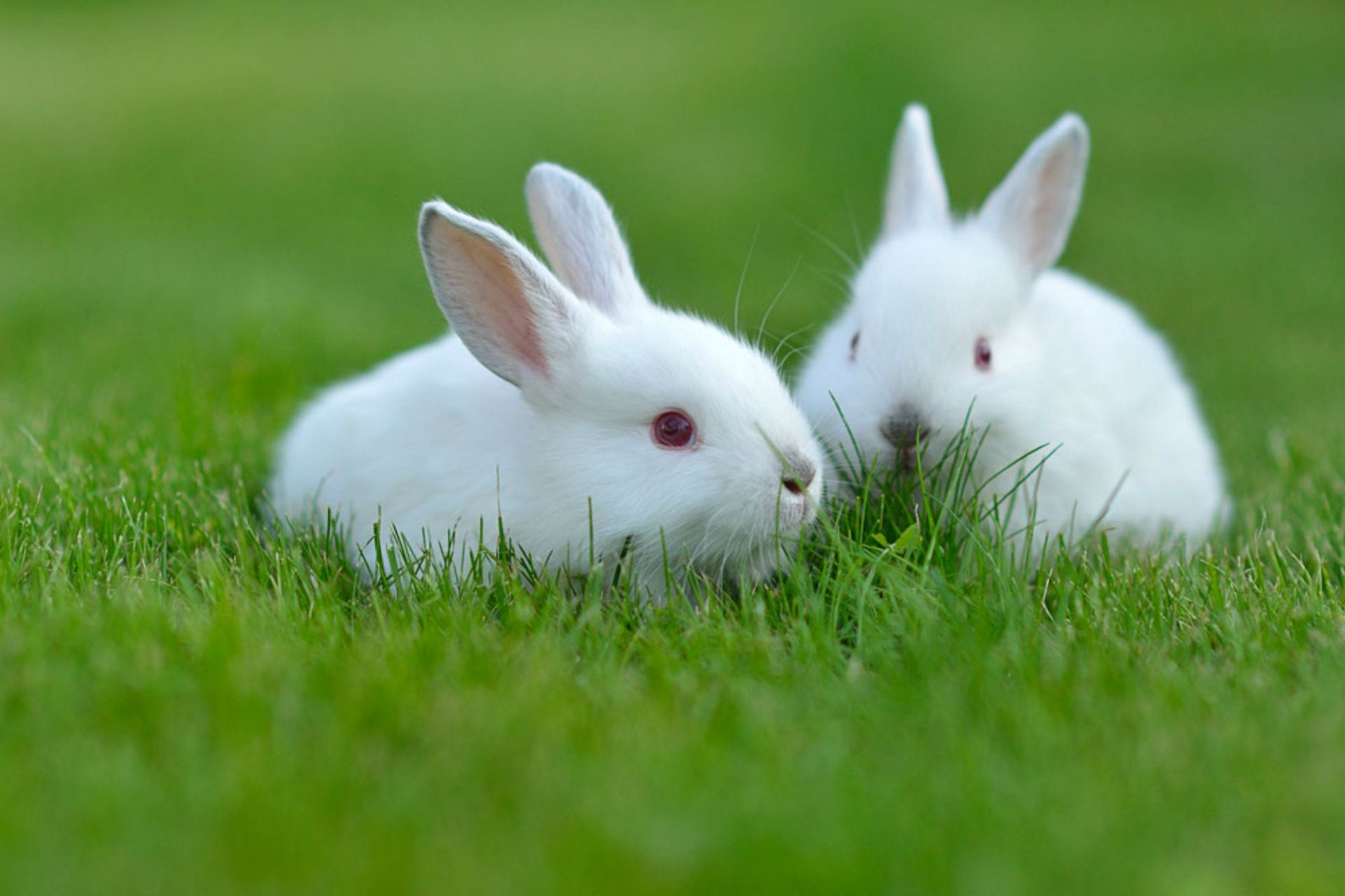 Detail Rabbit Images Free Download Nomer 23