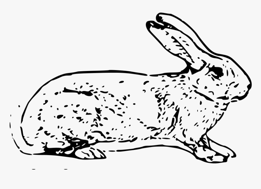 Detail Rabbit Images Free Download Nomer 44