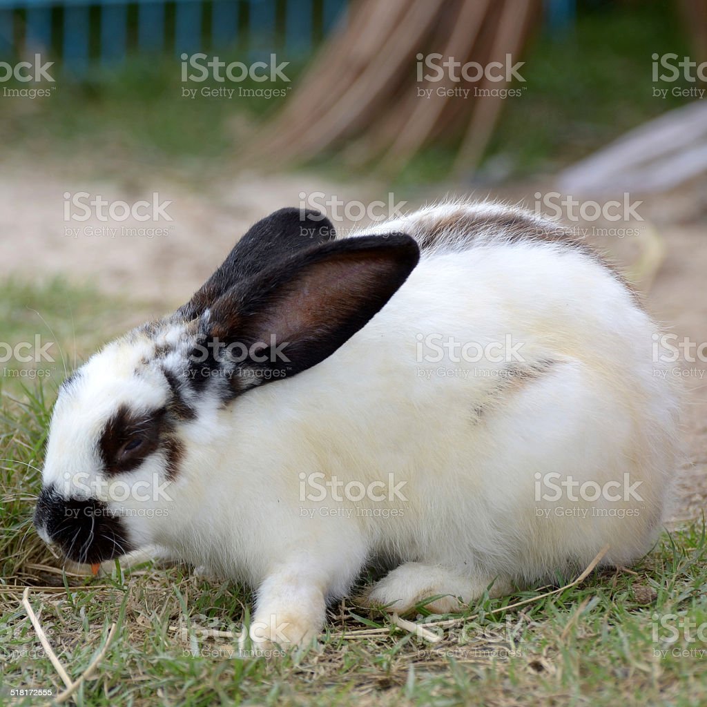 Detail Rabbit Images Free Download Nomer 45