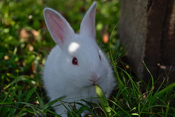 Detail Rabbit Images Free Download Nomer 46