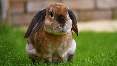 Download Rabbit Images Free Download Nomer 51