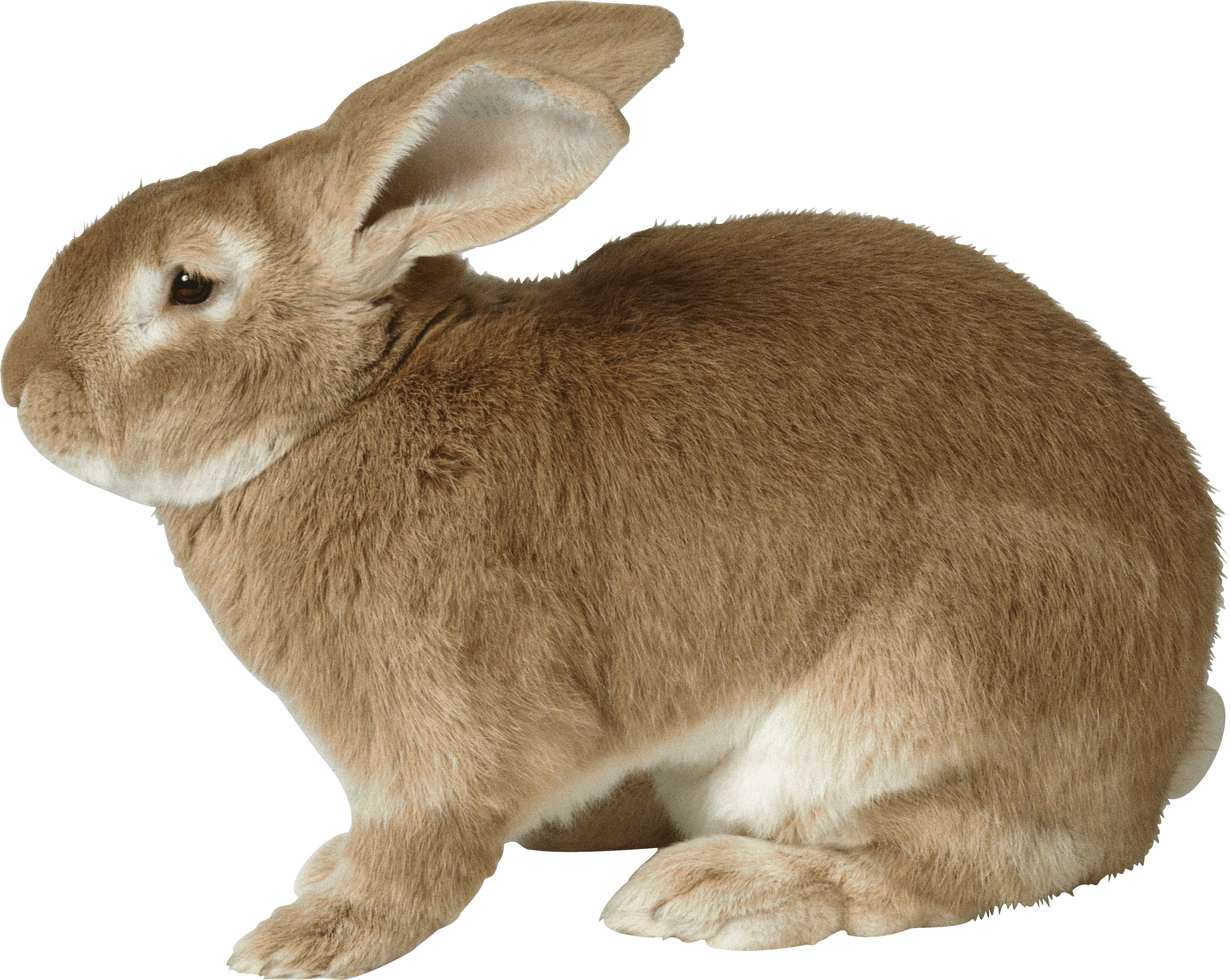 Detail Rabbit No Background Nomer 17