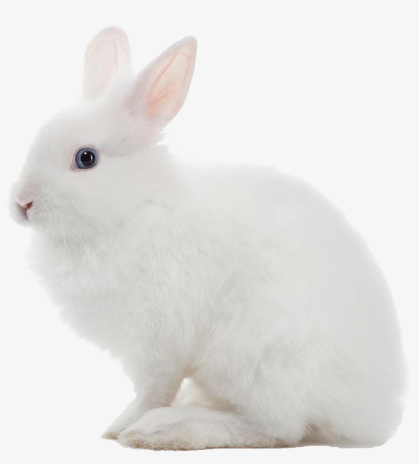 Detail Rabbit No Background Nomer 23