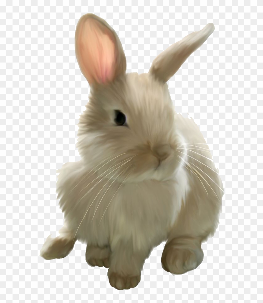 Detail Rabbit No Background Nomer 43