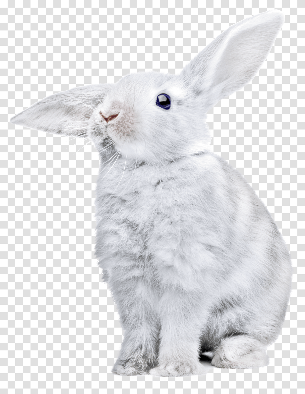Detail Rabbit No Background Nomer 49