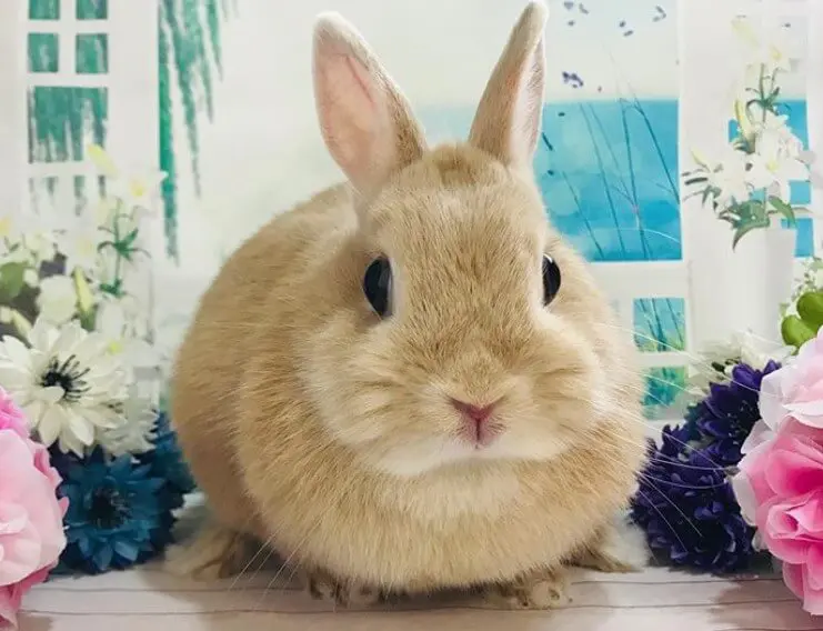 Detail Rabbit Pictures Cute Nomer 44