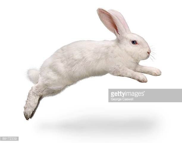 Detail Rabbit Stock Photo Nomer 11