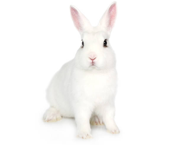 Detail Rabbit Stock Photo Nomer 12