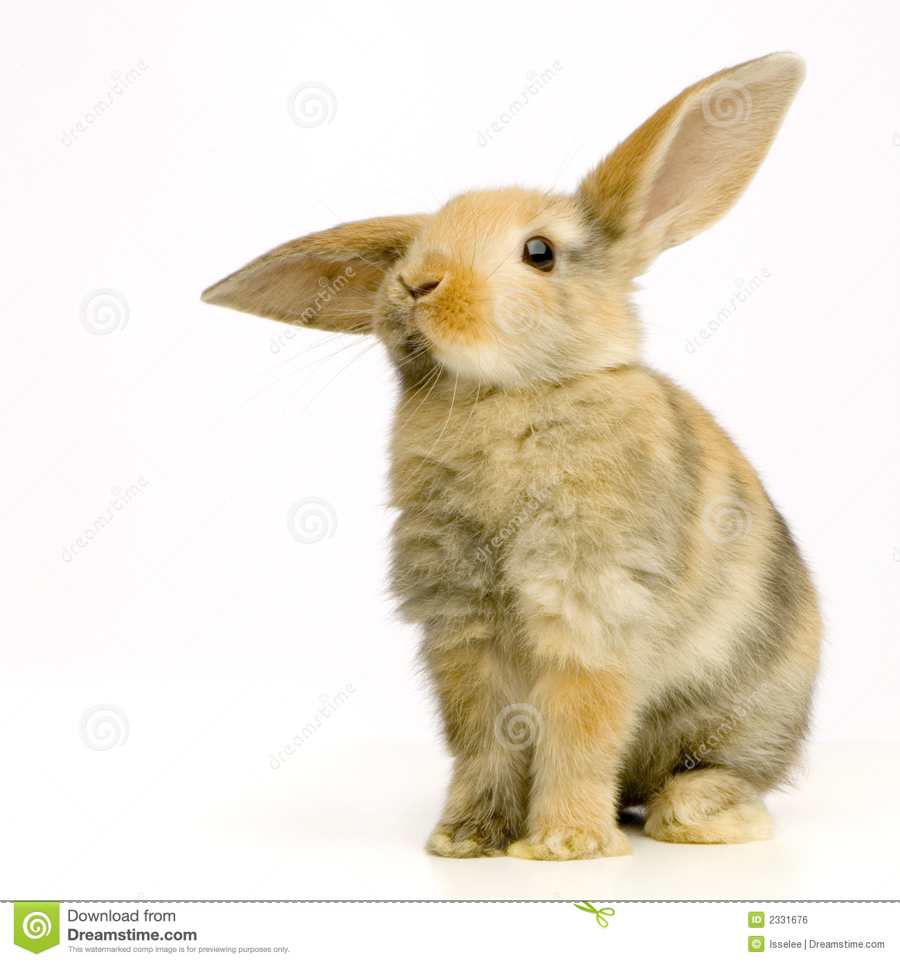 Detail Rabbit Stock Photo Nomer 13