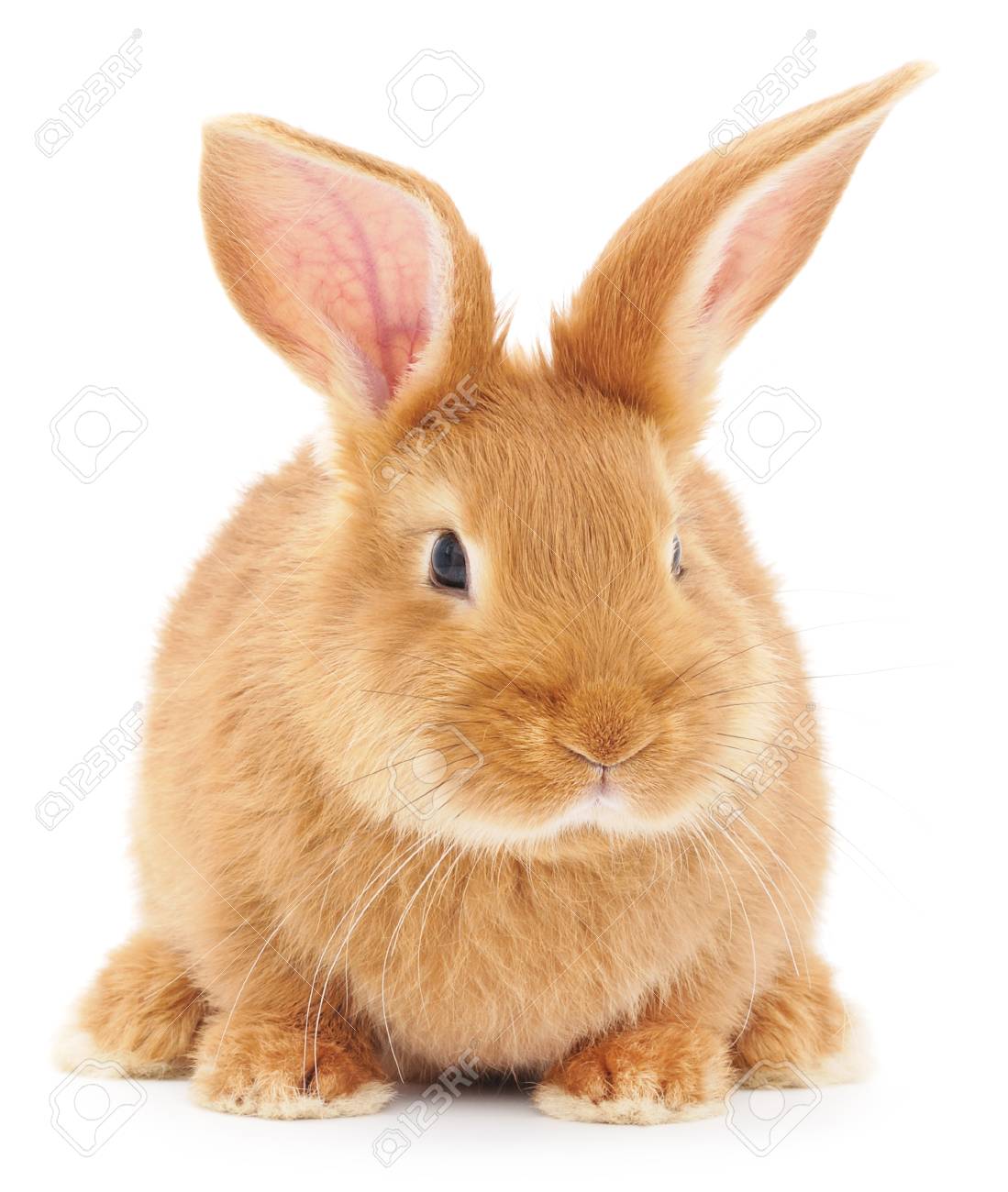 Detail Rabbit Stock Photo Nomer 15