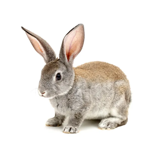 Detail Rabbit Stock Photo Nomer 17