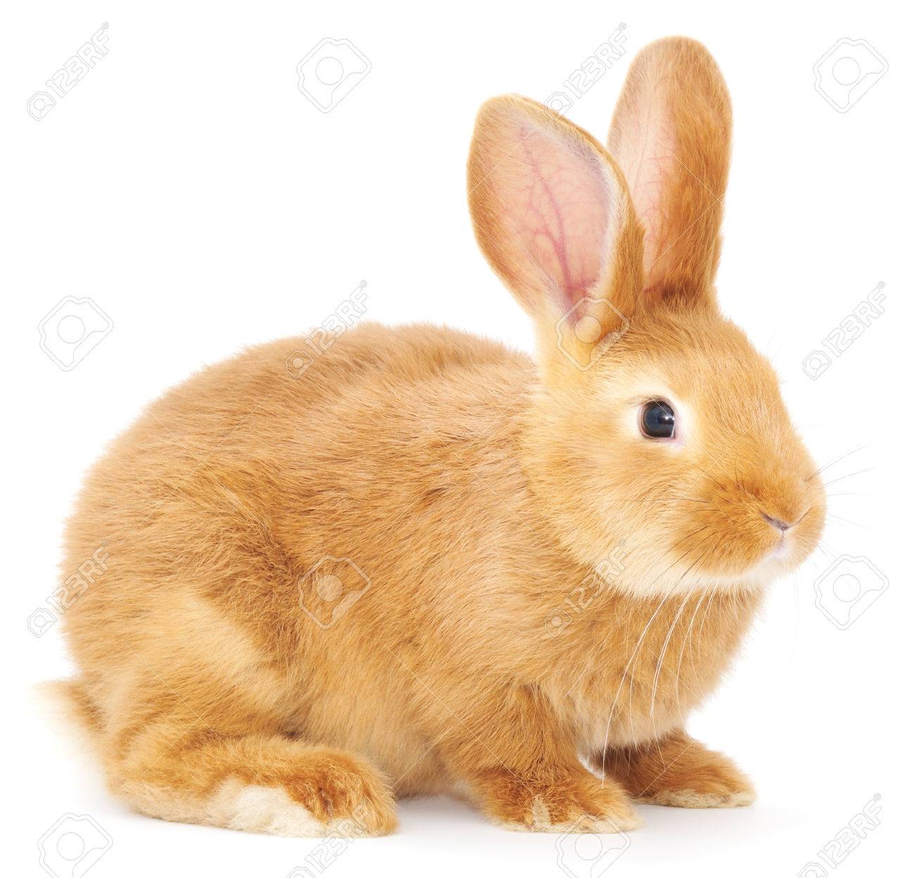 Detail Rabbit Stock Photo Nomer 18