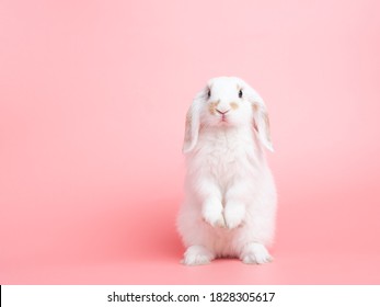 Detail Rabbit Stock Photo Nomer 19