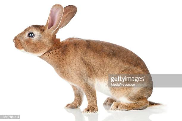 Detail Rabbit Stock Photo Nomer 20