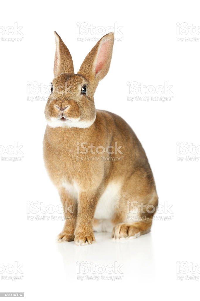 Detail Rabbit Stock Photo Nomer 21