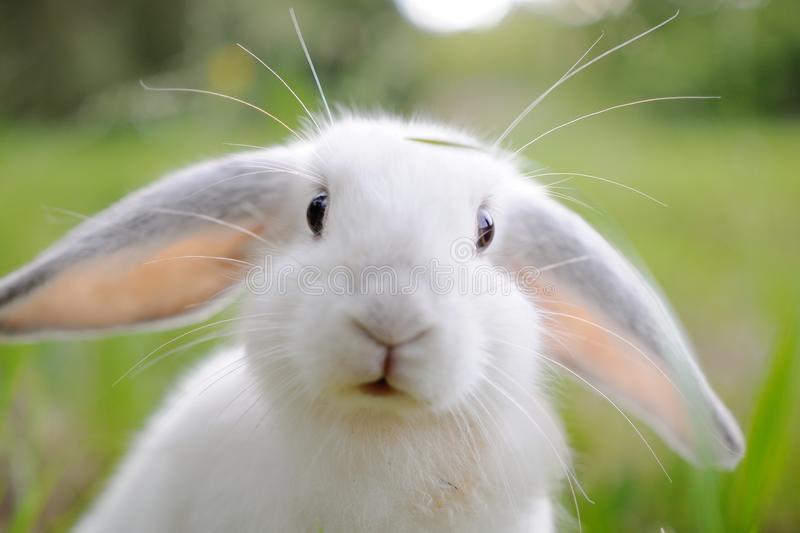 Detail Rabbit Stock Photo Nomer 23