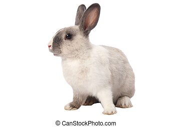 Detail Rabbit Stock Photo Nomer 24