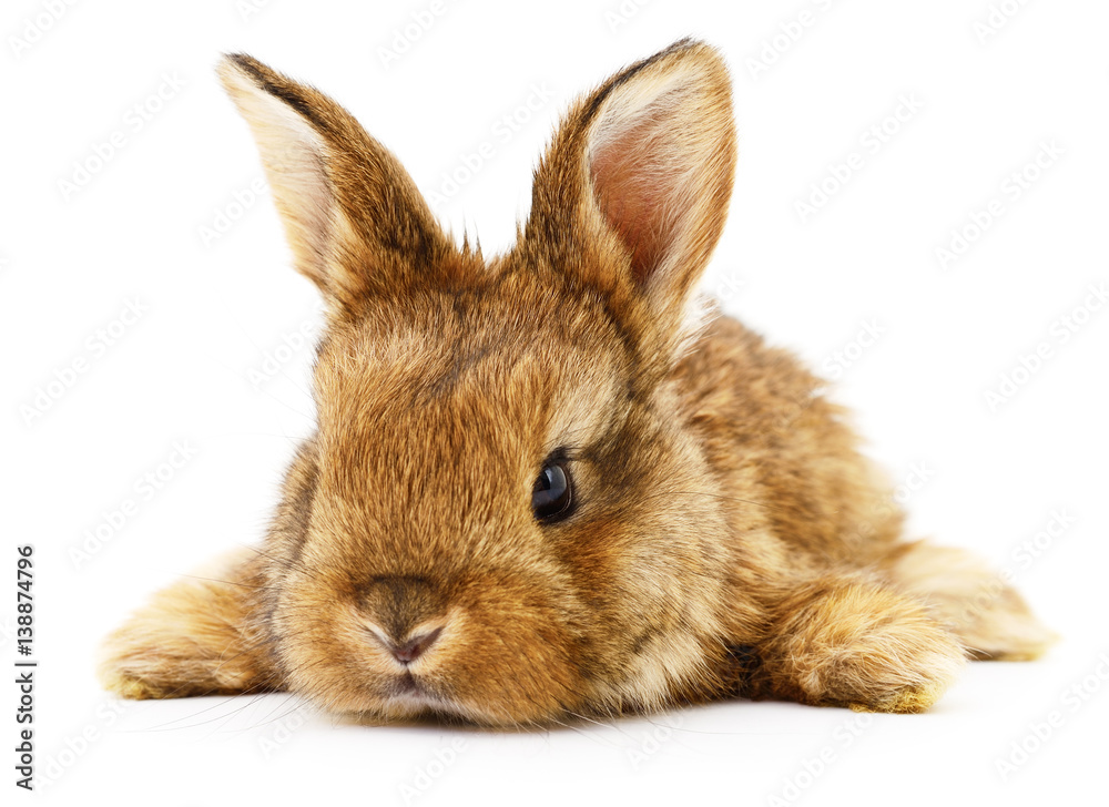 Detail Rabbit Stock Photo Nomer 25
