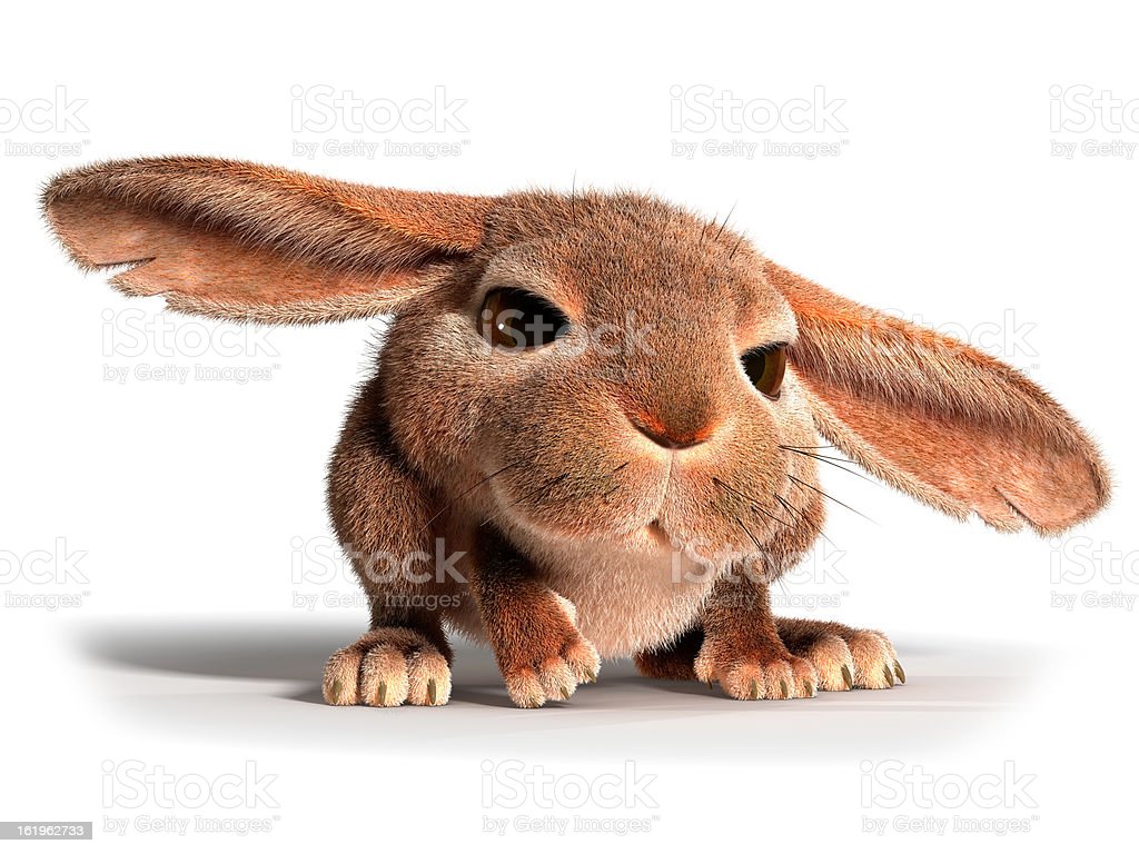 Detail Rabbit Stock Photo Nomer 26