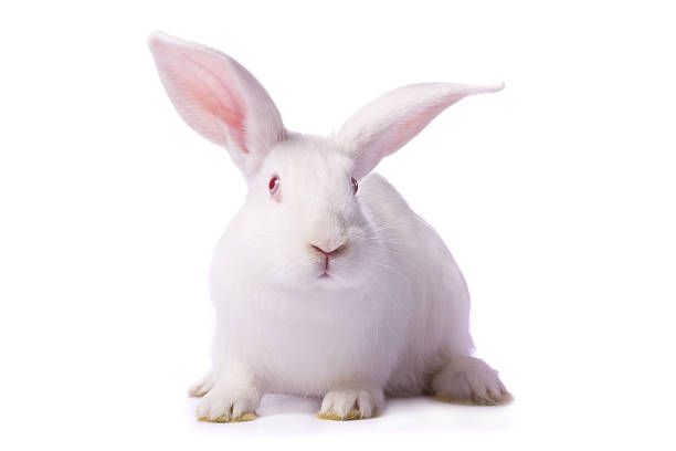 Detail Rabbit Stock Photo Nomer 28