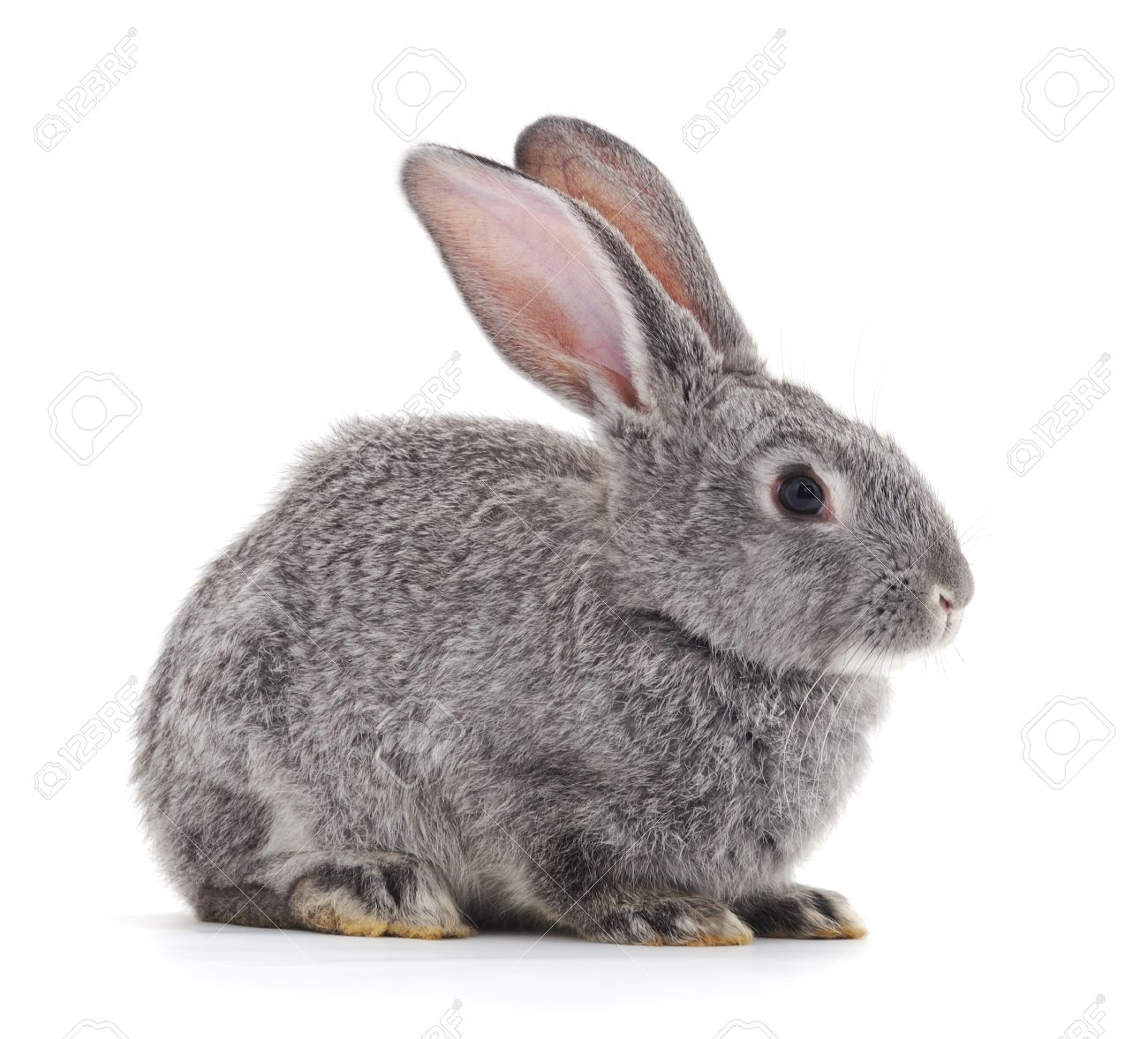 Detail Rabbit Stock Photo Nomer 29