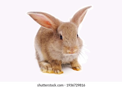 Detail Rabbit Stock Photo Nomer 4