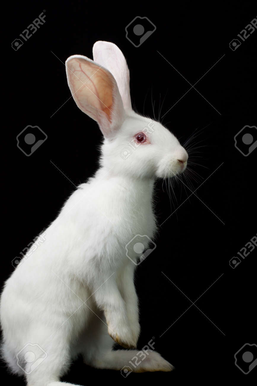 Detail Rabbit Stock Photo Nomer 31