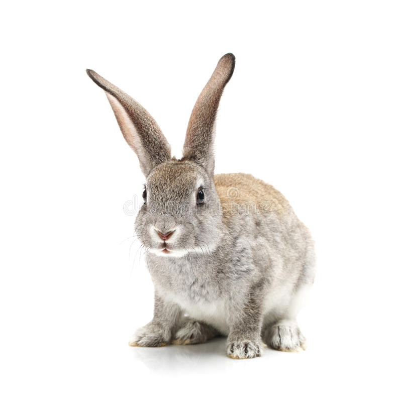 Detail Rabbit Stock Photo Nomer 32
