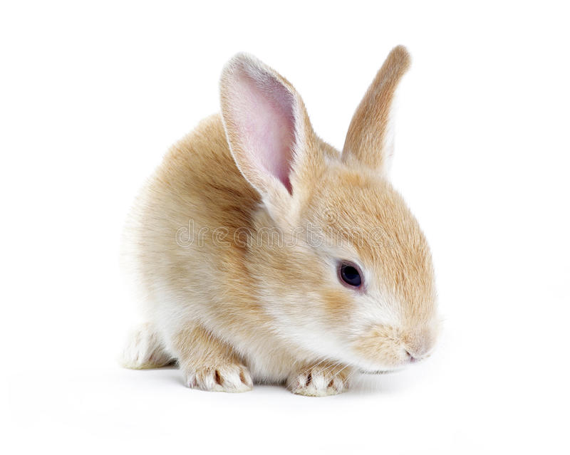 Detail Rabbit Stock Photo Nomer 33