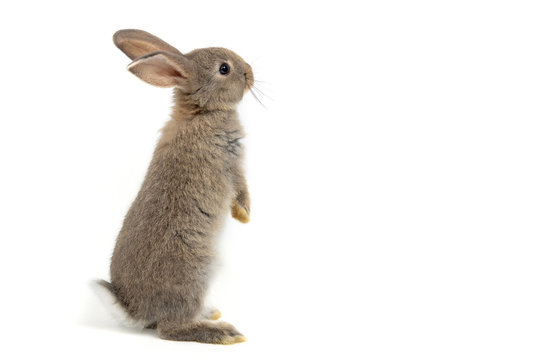 Detail Rabbit Stock Photo Nomer 34
