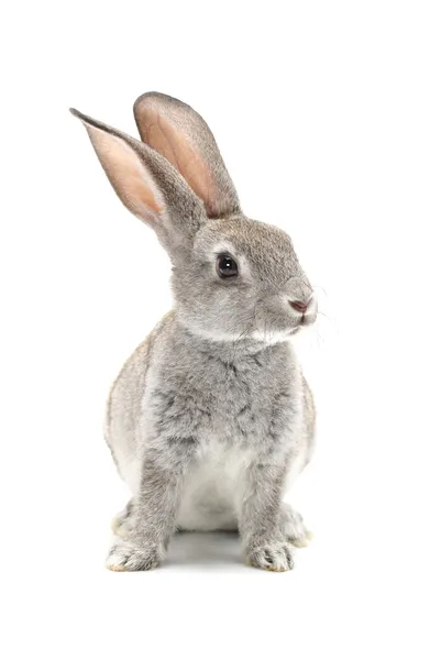 Detail Rabbit Stock Photo Nomer 35