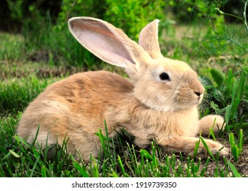 Detail Rabbit Stock Photo Nomer 36