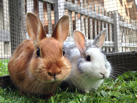 Detail Rabbit Stock Photo Nomer 37