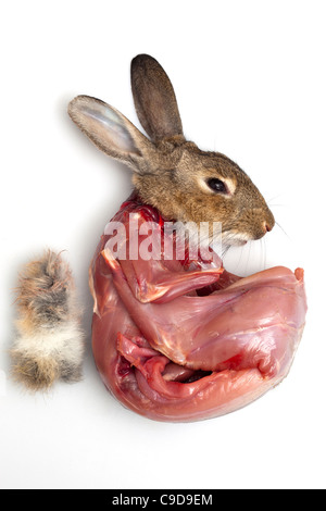 Detail Rabbit Stock Photo Nomer 38