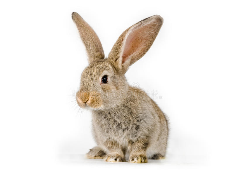 Detail Rabbit Stock Photo Nomer 39