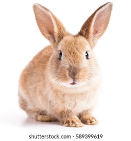 Detail Rabbit Stock Photo Nomer 5