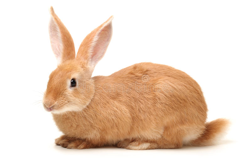 Detail Rabbit Stock Photo Nomer 40